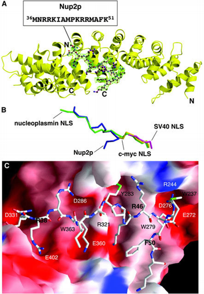Karyopherins Function Structural basis for Nup2p function in cargo release and karyopherin ...