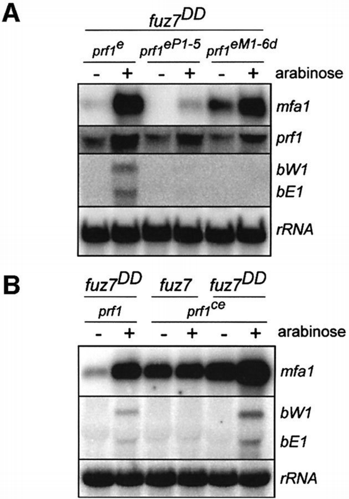 PKA and MAPK phosphorylation of Prf1 allows promoter discrimination in ...