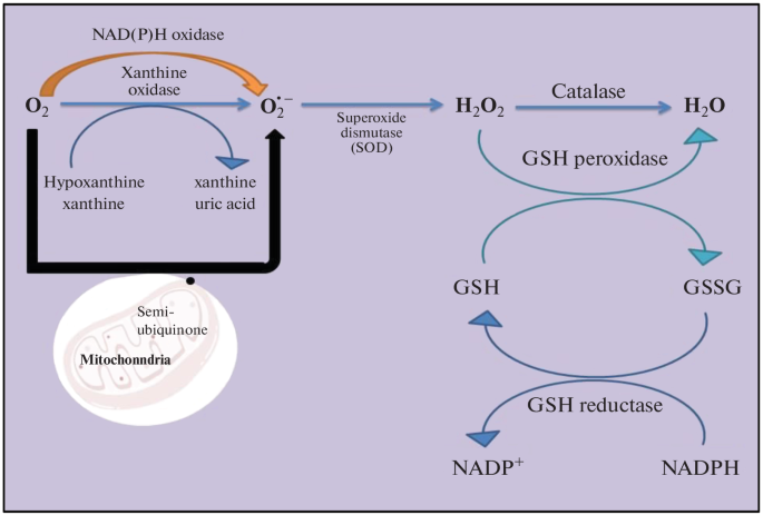 Microbial Antioxidative Enzymes: Biotechnological Production and  Environmental and Biomedical Applications | Applied Biochemistry and  Microbiology