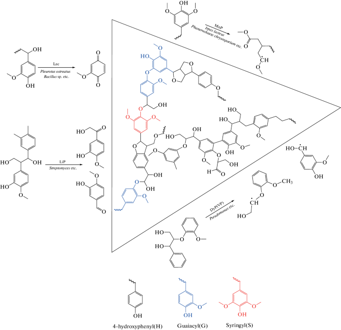 Research Progress in the Biodegradation of Lignin (Review) | Applied ...