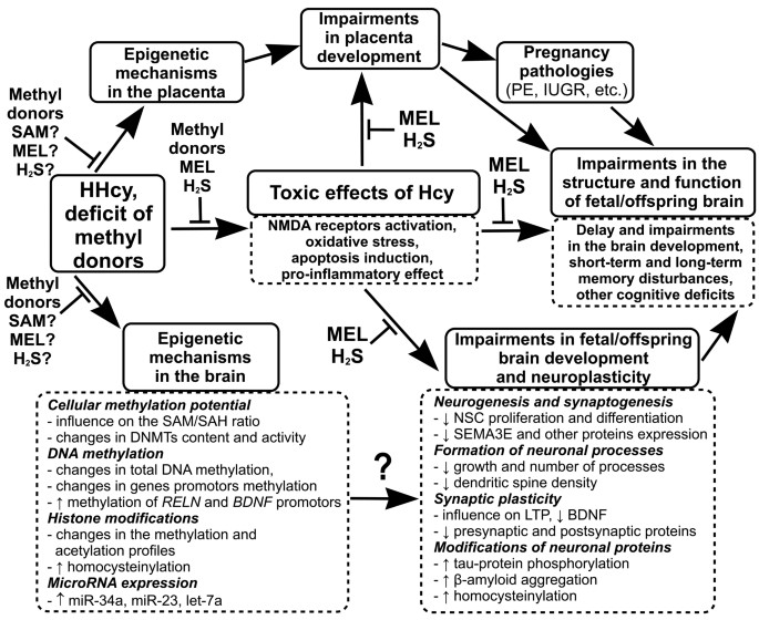 One carbon metabolism and early development: a diet-dependent destiny:  Trends in Endocrinology & Metabolism