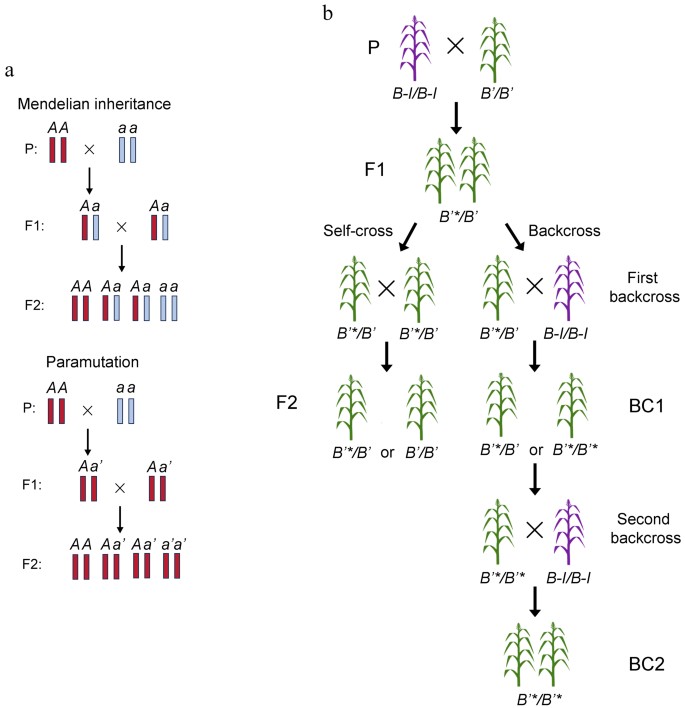 Epigenetic Phenomenon of Paramutation in Plants and Animals ...