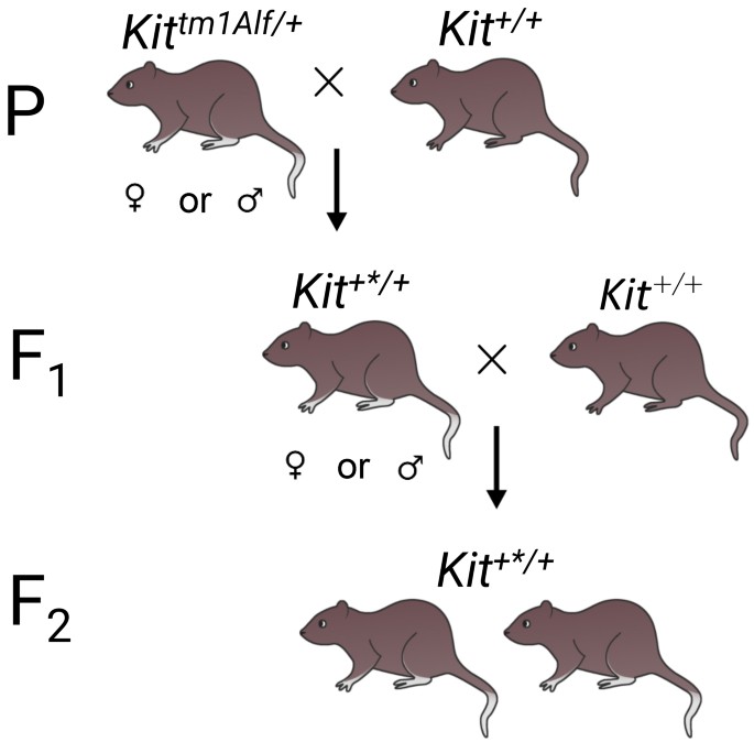 Epigenetic Phenomenon of Paramutation in Plants and Animals ...