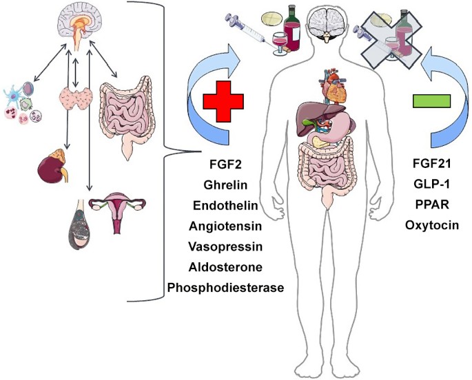 Contribution of Visceral Systems to the Development of Substance  