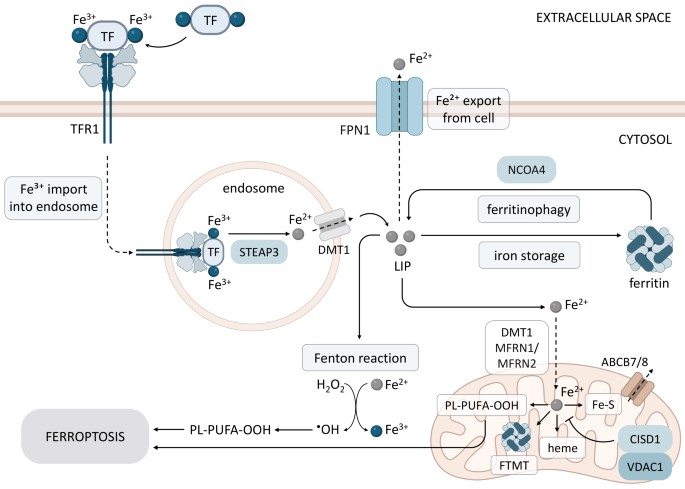 Mechanisms of Ferroptosis and Non-Coding RNAs in Non-Small Cell Lung ...