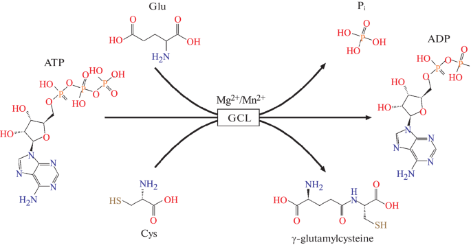 Simulation Modeling of Glutamate Cysteine Ligase Activity | Biophysics |  Springer Nature Link