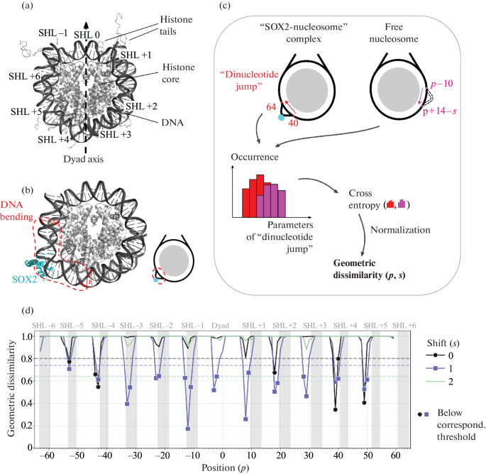 Identification of Potential SOX2 Binding Sites to Nucleosomes via ...
