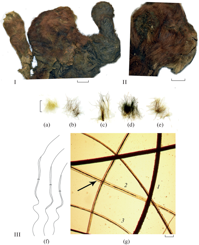 Hair Microstructure in a Mummy of a Juvenile Saber-Toothed Cat ...