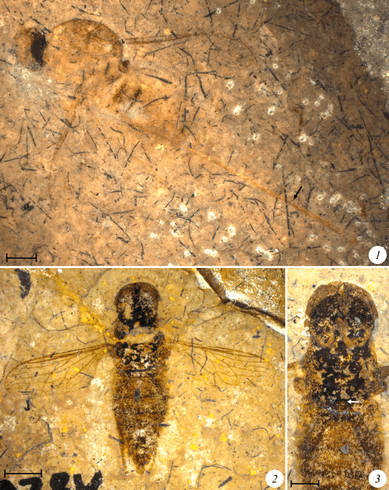 The Fossil Record of Long-Proboscid Nectarivorous Insects
