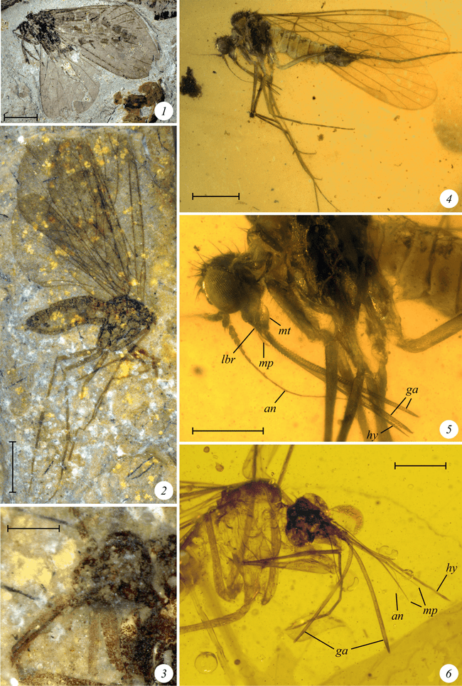 The Fossil Record of Long-Proboscid Nectarivorous Insects