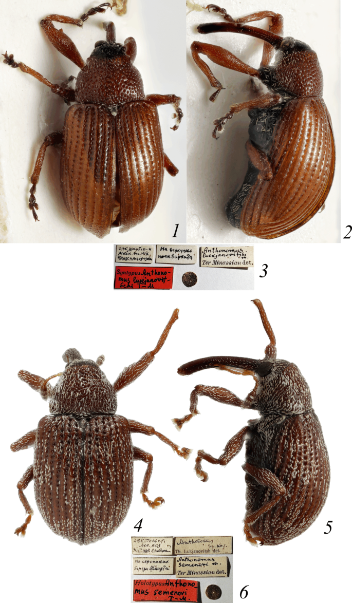 On the Taxonomy and Distribution of the Weevil Genus Anthonomus Germar  (Coleoptera, Curculionidae) in the Russian Far East | SpringerLink