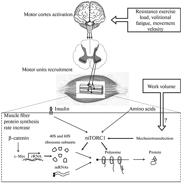 The Mechanisms of Muscle Mass and Strength Increase during 