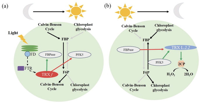 Redefining Redox Regulation in Plants: The Evolving Role of ...