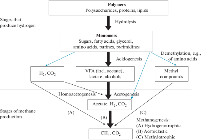 Magnetite Alters the Metabolic Interaction between Methanogens and