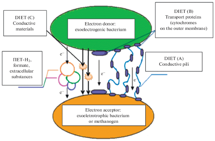 Magnetite Alters the Metabolic Interaction between Methanogens and