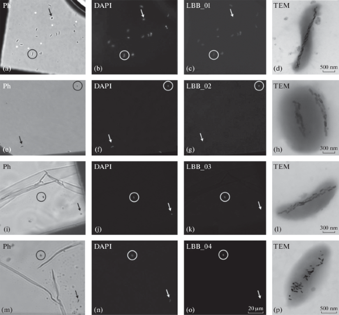 Biodiversity of Magnetotactic Bacteria in the Freshwater Lake