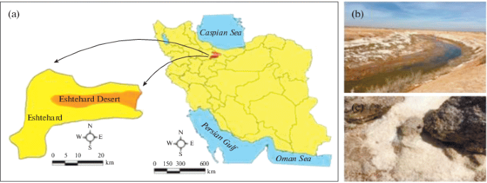 Hydrolase Producing Moderately Halophilic Bacteria From Eshtehard Desert Iran Springerlink