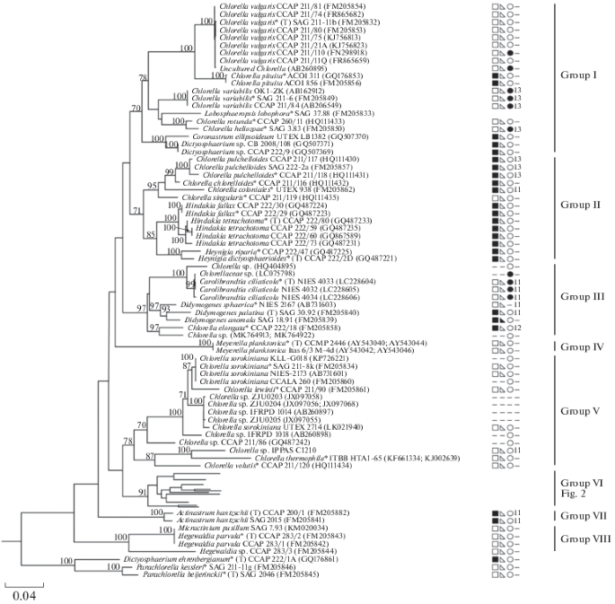 Identification Problems And Cryptic Diversity Of Chlorella Clade Microalgae Chlorophyta Springerlink