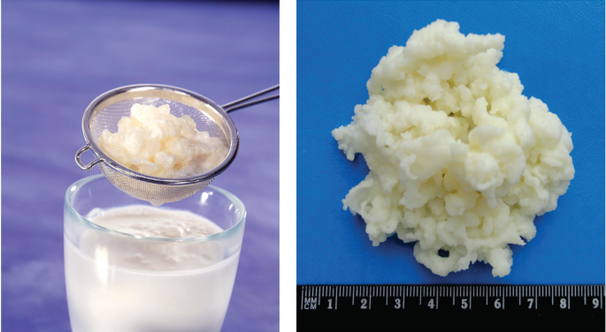 Physical appearance of natural kefir grains and different vectors: (a)