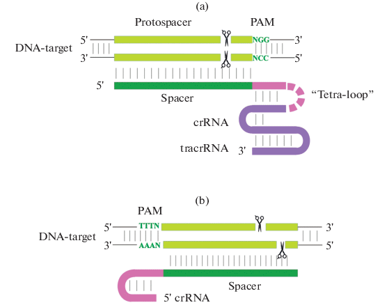 Design Of Guide Rna For Crispr Cas Plant Genome Editing Springerlink