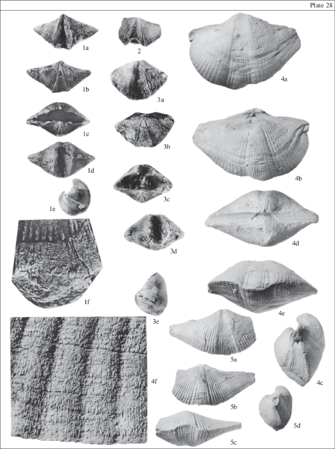 Devonian and Carboniferous Brachiopods and Biostratigraphy of Transcaucasia  (Ending) | SpringerLink