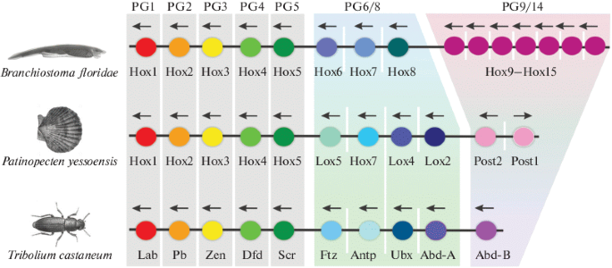 Evolutionary Trends in Hox Cluster Genes Utilization: Whether Common Genes Play by General Rules? | SpringerLink Evolutionary Trends in Hox Cluster Genes Utilization: Whether Common Genes Play by General Rules? | SpringerLink