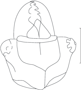 Download Description Of A Larva Of Kargalarva Permosialis Gen Et Sp Nov Coleoptera Schizophoromorpha From The Kargala Fossil Site Springerlink