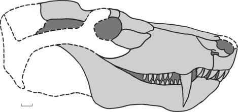 A New Primitive Therocephalian Theromorpha From The Middle Permian Of Eastern Europe Springerlink A New Primitive Therocephalian Theromorpha From The Middle Permian Of Eastern Europe Springerlink