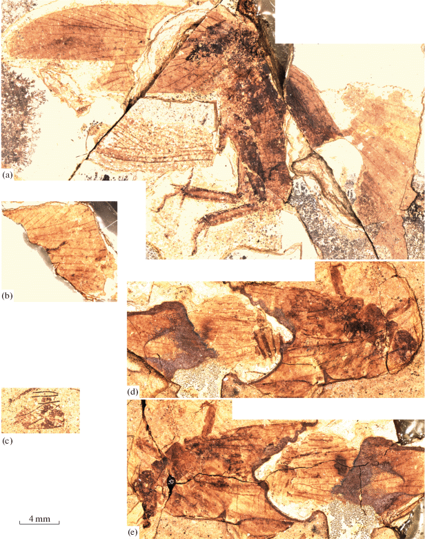 The Khasurty Fossil Insect Lagerstatte Springerlink
