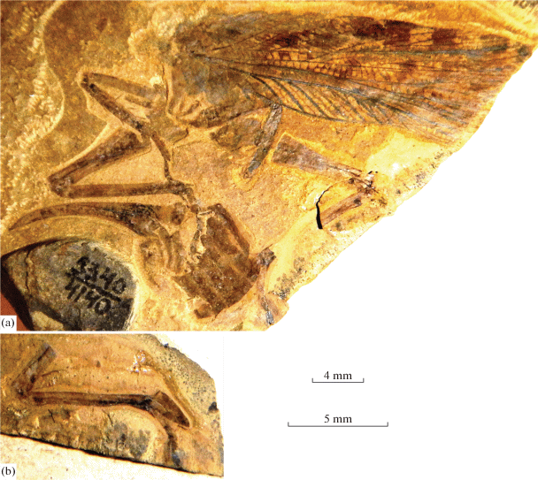 The Khasurty Fossil Insect Lagerstatte Springerlink