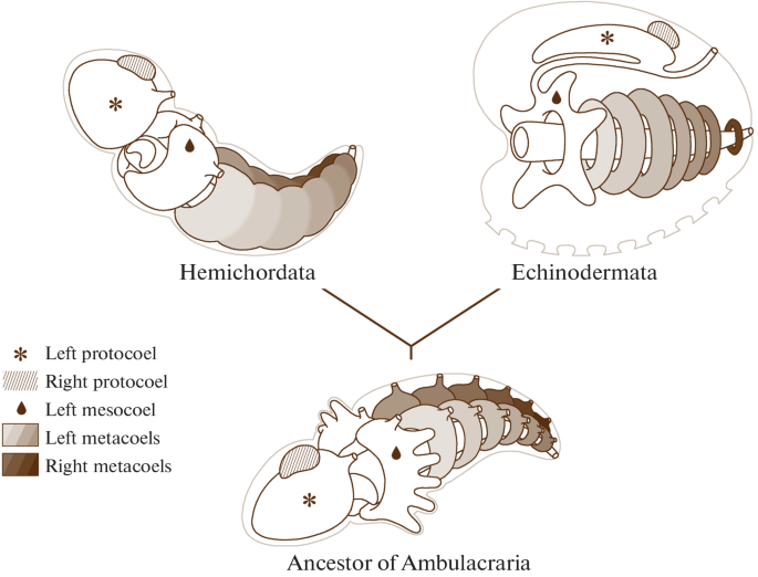 Origin of Echinodermata | SpringerLink Origin of Echinodermata | SpringerLink