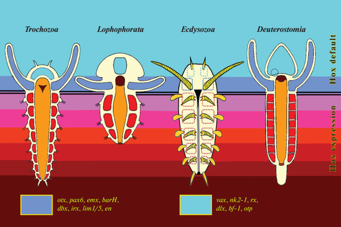 The Origin and Main Trends in the Evolution of Bilaterally Symmetrical Animals | SpringerLink The Origin and Main Trends in the Evolution of Bilaterally Symmetrical Animals | SpringerLink