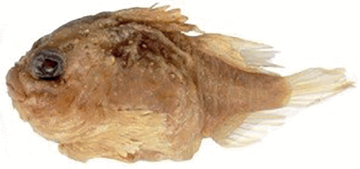 The First Finding Of A Spiny Lumpfish Eumicrotremus Gyrinops Cyclopteridae Cottoidei From The Pacific Coast Of Paramushir Island Springerlink