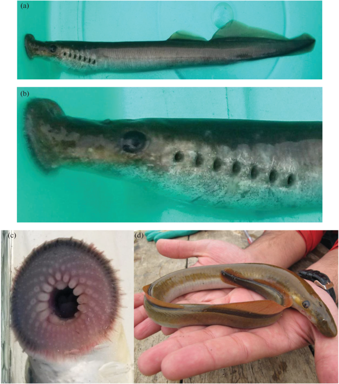 Caspian Lamprey Caspiomyzon wagneri (Petromyzontidae): A Review of  Historical and Modern Data | SpringerLink