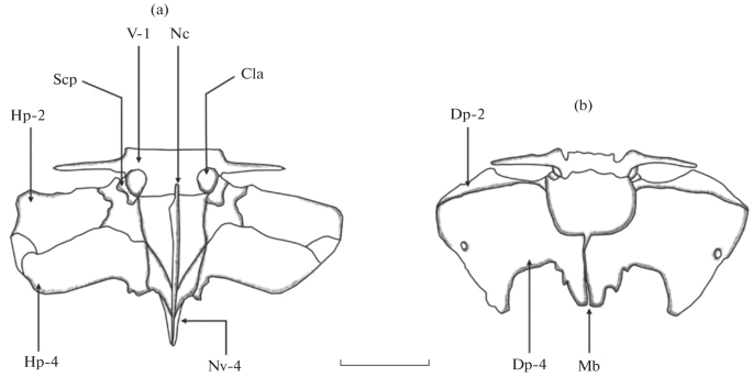 File:1118 Muscles that Position the Pectoral Girdle posterior.png