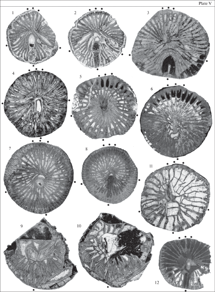 The Key Section For The Upper Palaeozoic Of The New Siberian Islands Tas Ary Peninsula Kotel Ny Island Springerlink