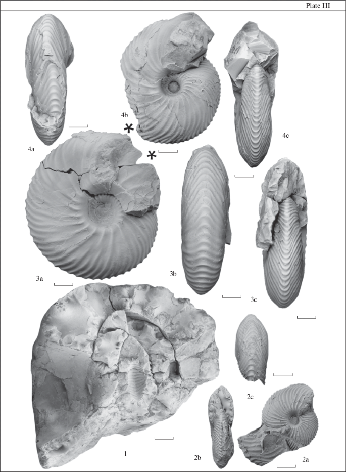 The Upper Callovian Ammonites Cardioceratidae from Northern Siberia |  SpringerLink