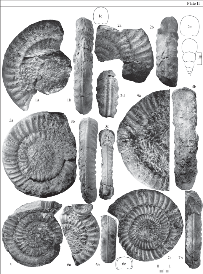 Early Jurassic (Late Sinemurian–Early Pliensbachian) Ammonites from the  Limestone Boulders of Bodrak River Basin, Southwest Crimea | Stratigraphy  and Geological Correlation