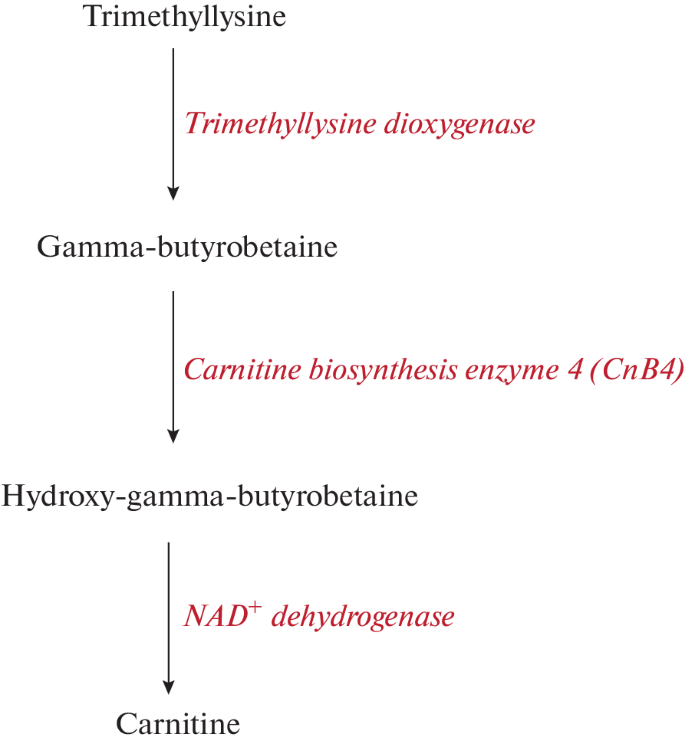 l carnitine or berberine l carnitine vs berberine Bloom by Boldcare Berberine + L-Carnitine  Effervescent Tablets Complete Weight Management