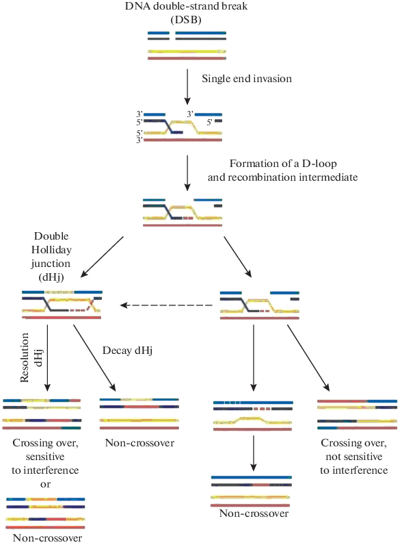 Meiotic Recombination The Metabolic Pathways From Dna Double Strand Breaks To Crossing Over And Chiasmata Springerlink