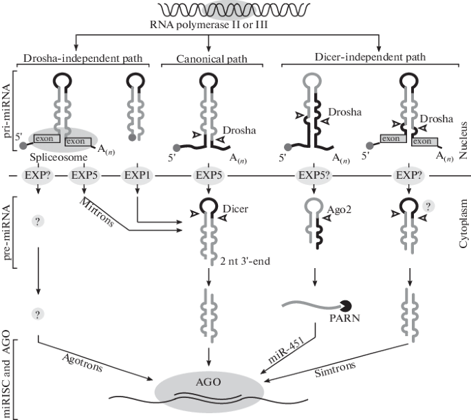 Erratum to: How Animal miRNAs Structure Influences Their Biogenesis |  SpringerLink