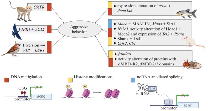 Epigenetics of Aggression: Recent Advances and Perspectives on Animal ...