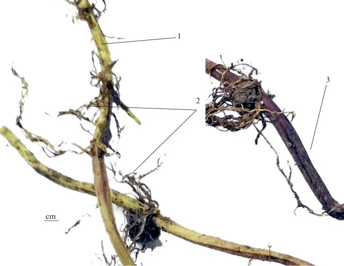 Feathery Roots The Phenolic Segment of the Metabolome of the Roots of Scutellaria ...