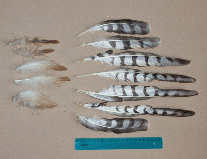Northern Springer The Northern Harrier (Circus hudsonius (Linnaeus 1766), Accipitridae ...