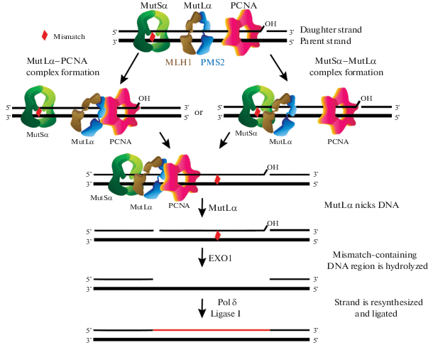 Functional Specifics of the MutL Protein of the DNA Mismatch 