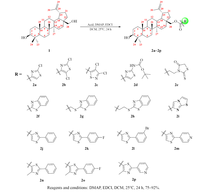 Design and Synthesis of Novel Betulin Derivatives Containing Thiazole ...