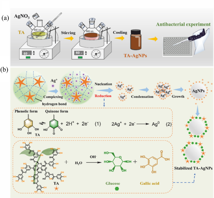 Enhanced Antibacterial Activity of AgNPs Synthesized by Using Green ...