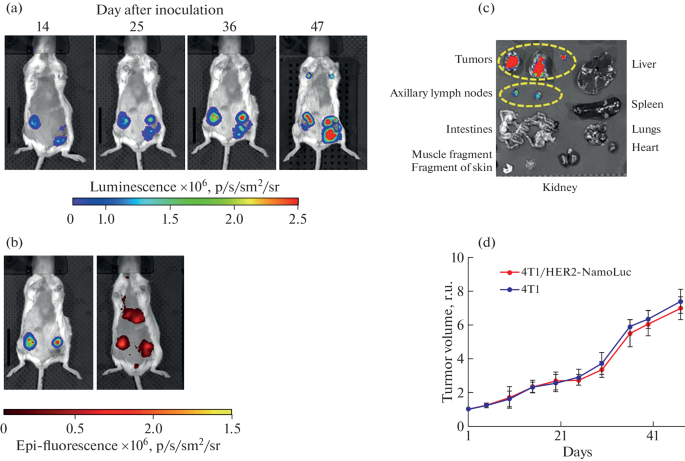 A Syngenic Mouse Model of Breast Cancer Expressing Human ERBB2 and ...