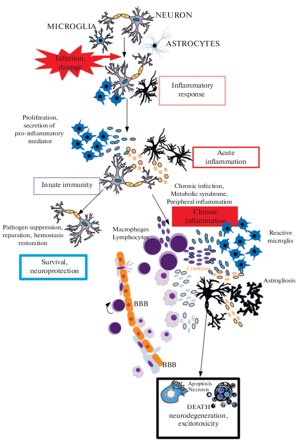 Cautionary notes on the use of NF-κB p65 and p50 antibodies for CNS studies, Journal of Neuroinflammation