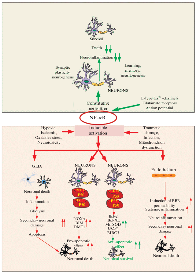 The Role of NF-κB in Neuroinflammation | SpringerLink